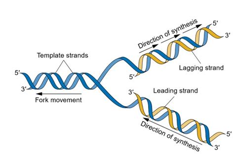 DNA Replication Mechanisms .
